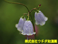 ツリガネニンジン ツリガネニンジン