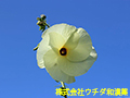 トロロアオイ トロロアオイ