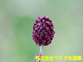 ワレモコウ ワレモコウ