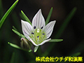 センブリ センブリ
