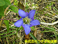 リンドウ リンドウ