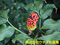 マムシグサ マムシグサ