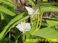 クウシンサイ クウシンサイ