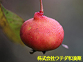 サンザシ サンザシ