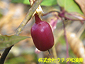 ツルリンドウ ツルリンドウ