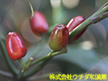 アオキ アオキ