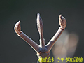 オオカメノキ オオカメノキ