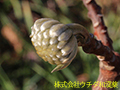 ミツマタ ミツマタ