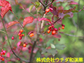 コマユミ コマユミ