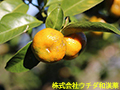 ヒラミレモン ヒラミレモン