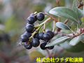 シャリンバイ(実) シャリンバイ(実)