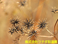 センダングサ(種子) センダングサ(種子)