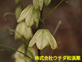 アミガサユリ(バイモ) アミガサユリ(バイモ)