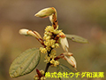 テンダイウヤク テンダイウヤク