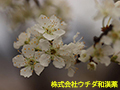 スモモ スモモ