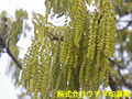 クヌギ クヌギ