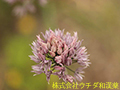 アサツキ アサツキ