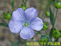 アマ アマ