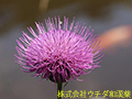 ノアザミ ノアザミ