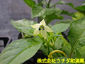トウガラシ トウガラシ