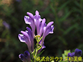 コガネバナ コガネバナ