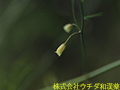 アスパラガス アスパラガス
