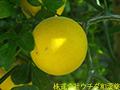 カラタチ(実) カラタチ(実)