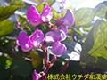 フジマメ フジマメ