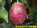 ムべ(果実) ムべ(果実)