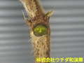 クズ クズ
