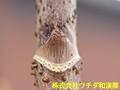 タラノキ タラノキ
