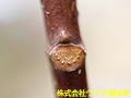 ホオノキ ホオノキ