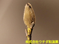 コブシ コブシ