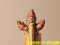 ニシキギ ニシキギ