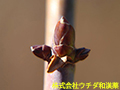 ムベ ムベ