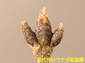 メグスリノキ メグスリノキ