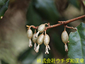 ナワシログミ ナワシログミ