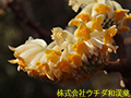 ミツマタ ミツマタ